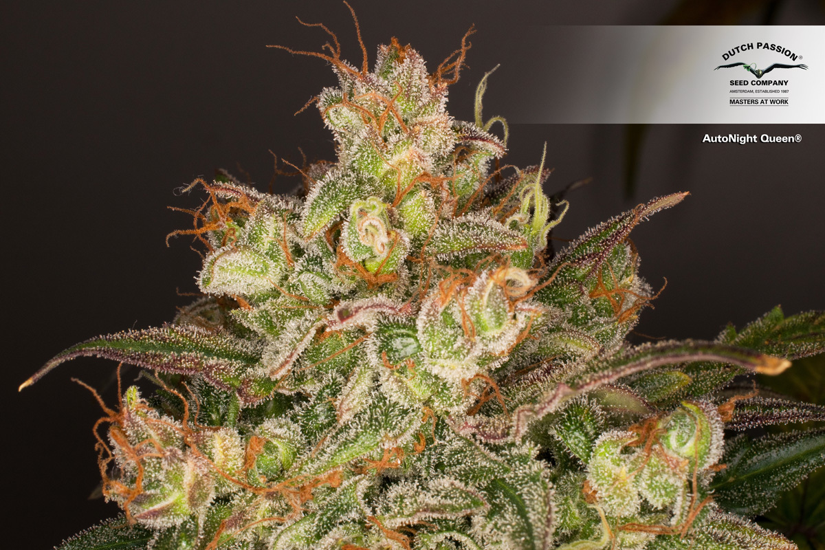 Dutch Passion - Auto Night Queen (auto/fem.)