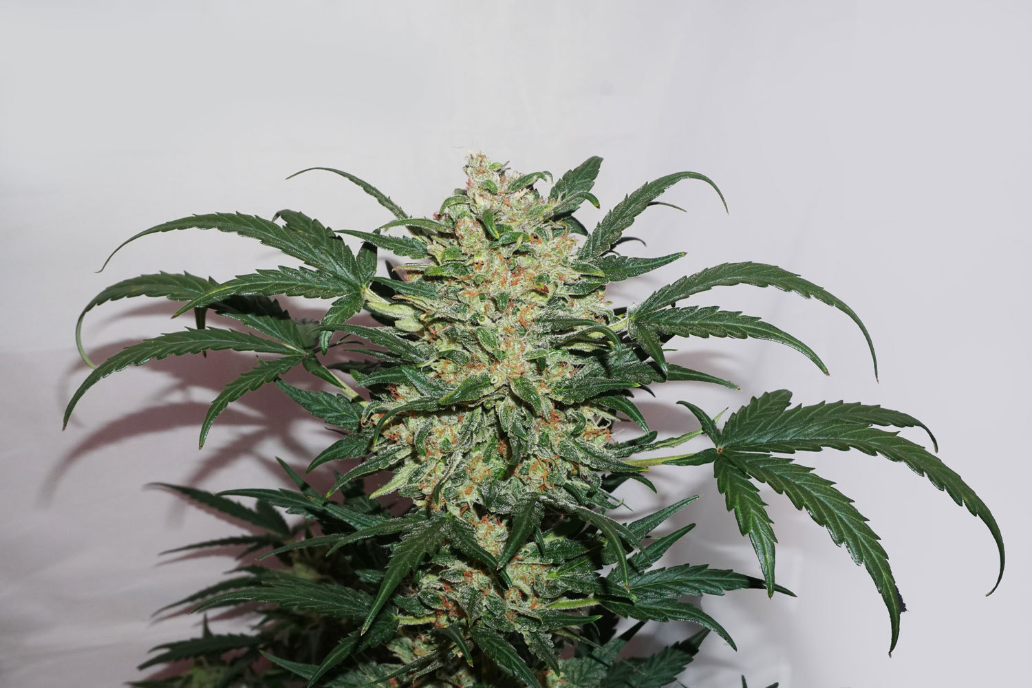 Dutch Passion - Auto Night Queen (auto/fem.)