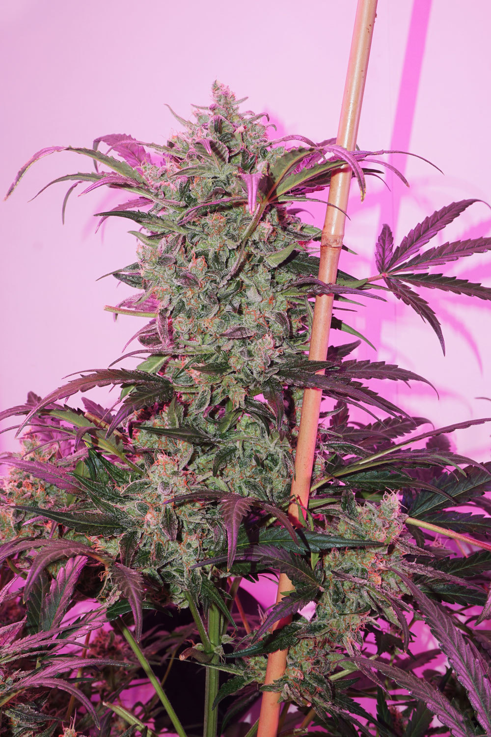 Dutch Passion - Auto Night Queen (auto/fem.)