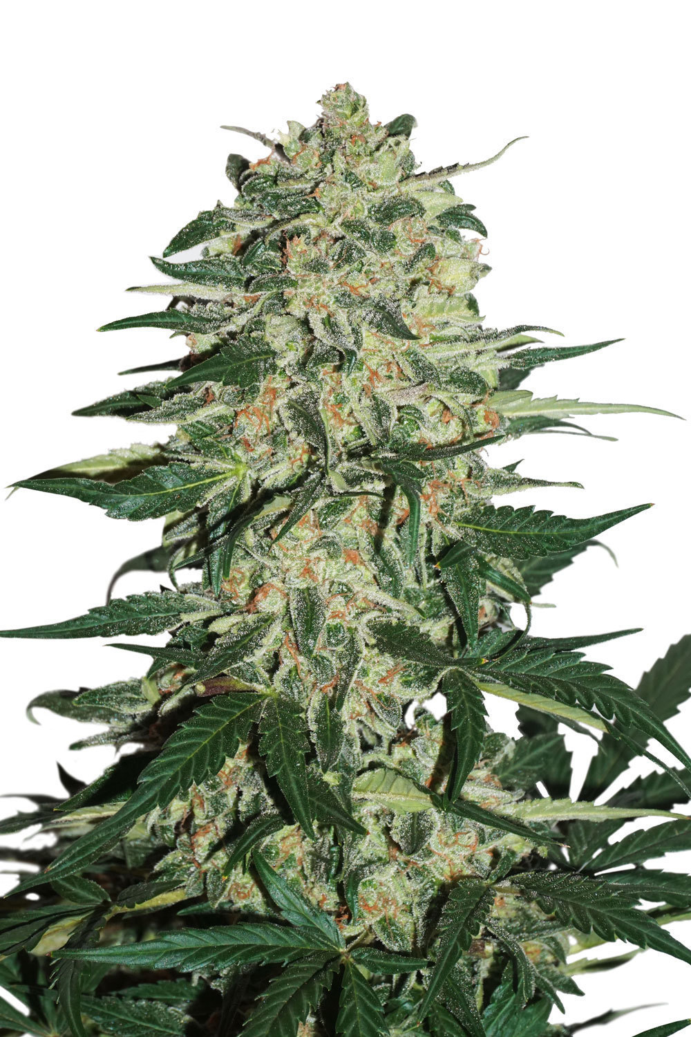 Dutch Passion - Auto Night Queen (auto/fem.)