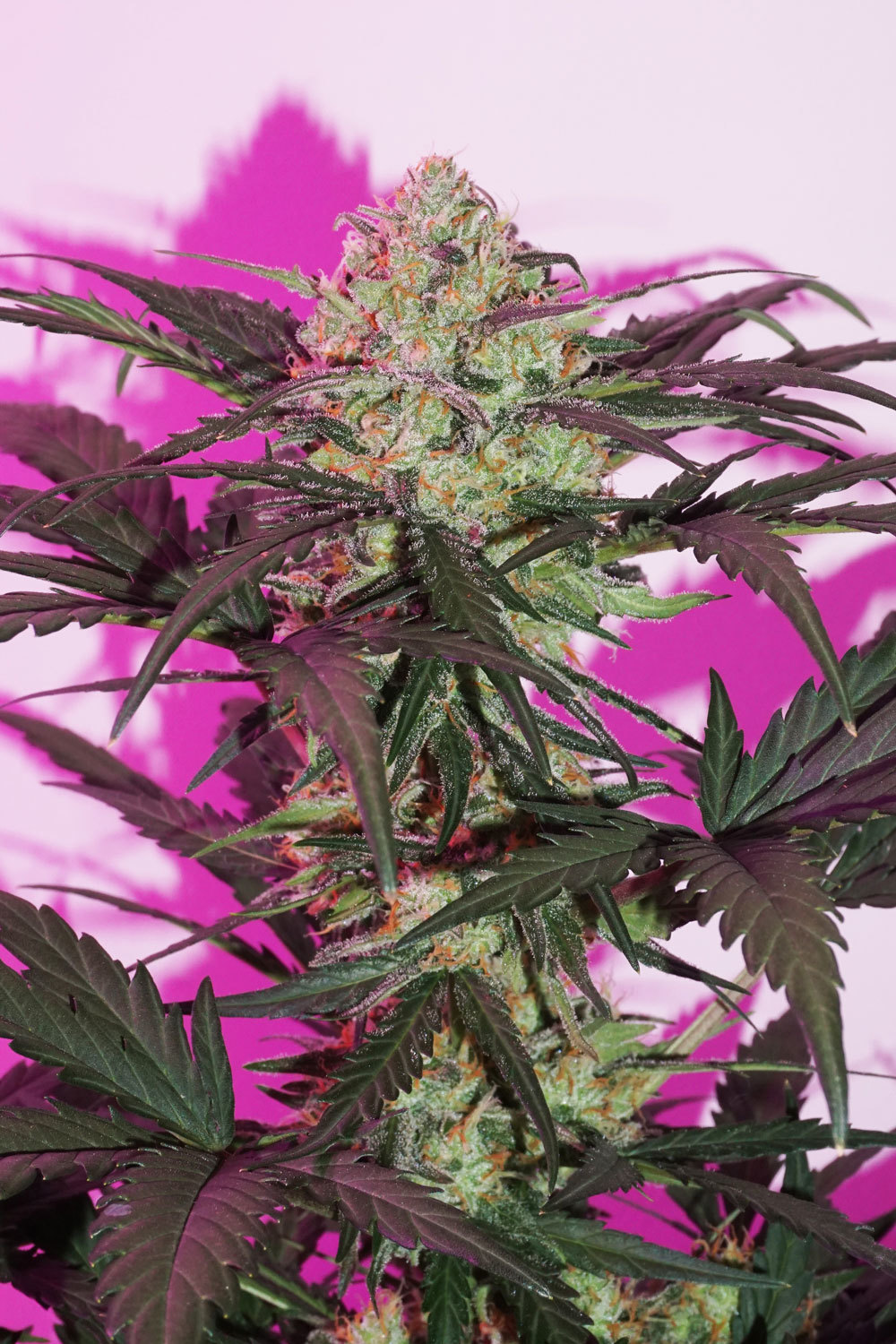 Dutch Passion - Auto Night Queen (auto/fem.)