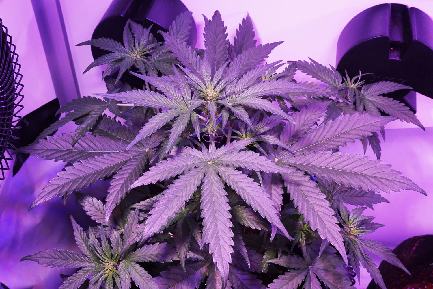 Dutch Passion - Auto Night Queen (auto/fem.)