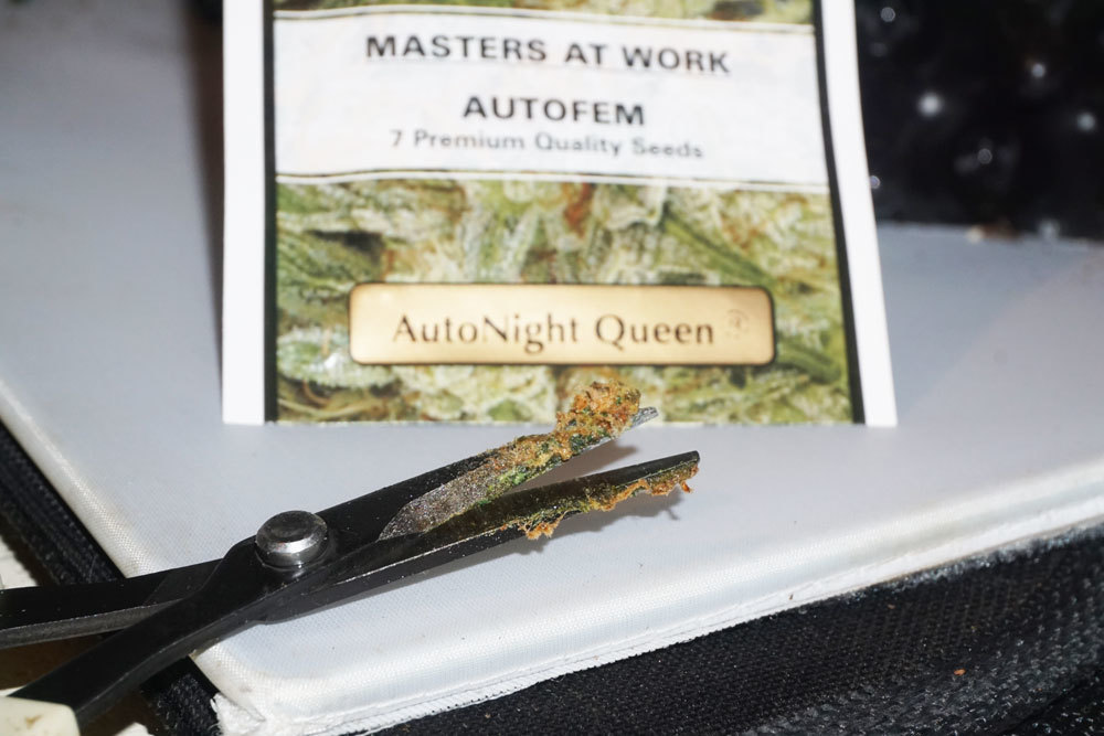 Dutch Passion - Auto Night Queen (auto/fem.)