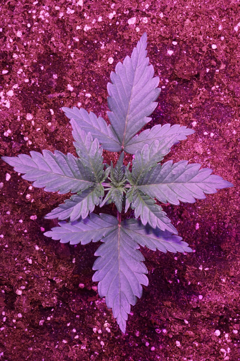 Dutch Passion - Auto Night Queen (auto/fem.)