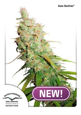 Dutch Passion - Auto Desfrán (auto/fem.) 06240