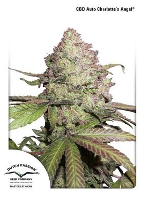 Dutch Passion - CBD Auto Charlotte’s Angel (auto/fem.) 04907