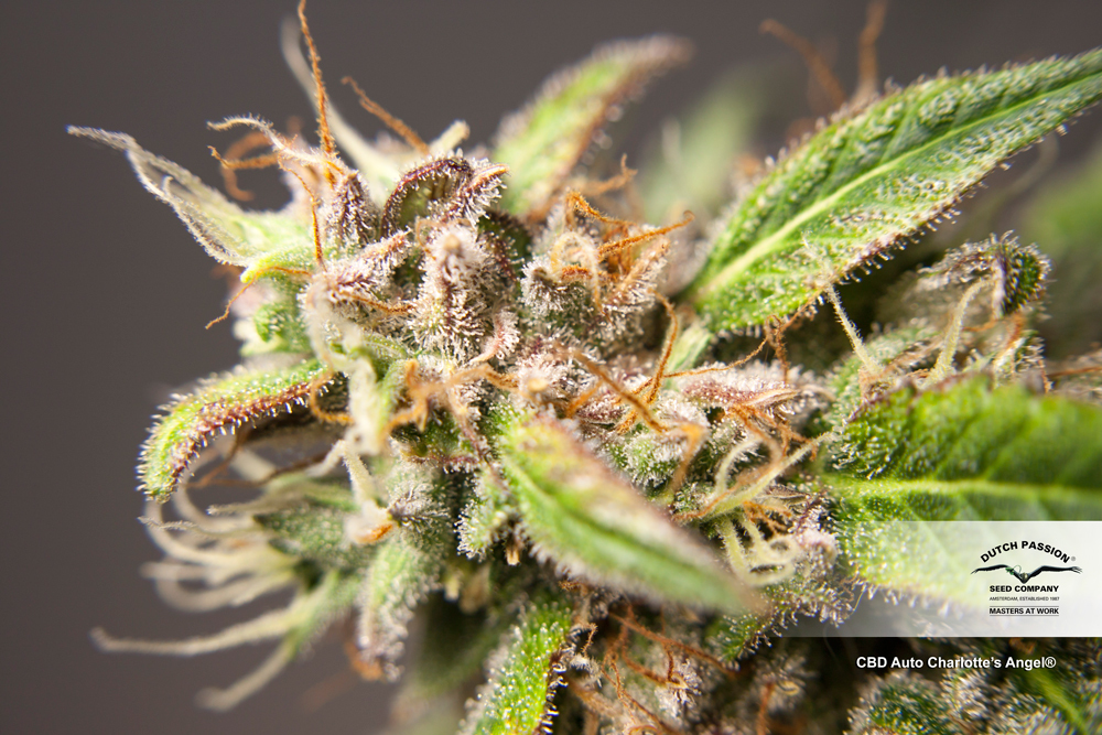 Dutch Passion - CBD Auto Charlotte’s Angel (auto/fem.)
