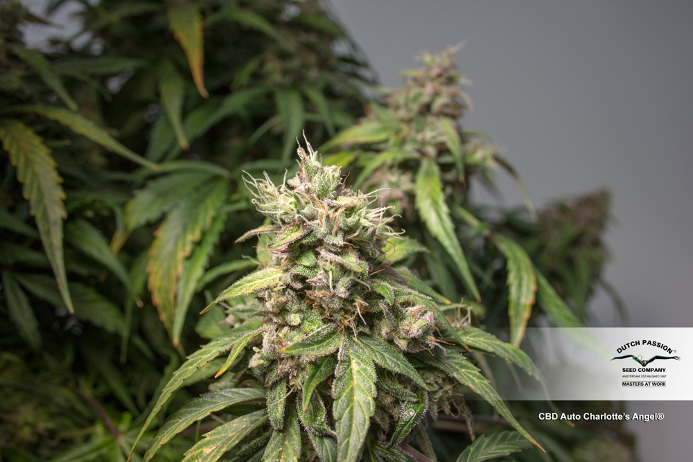 Dutch Passion - CBD Auto Charlotte’s Angel (auto/fem.)