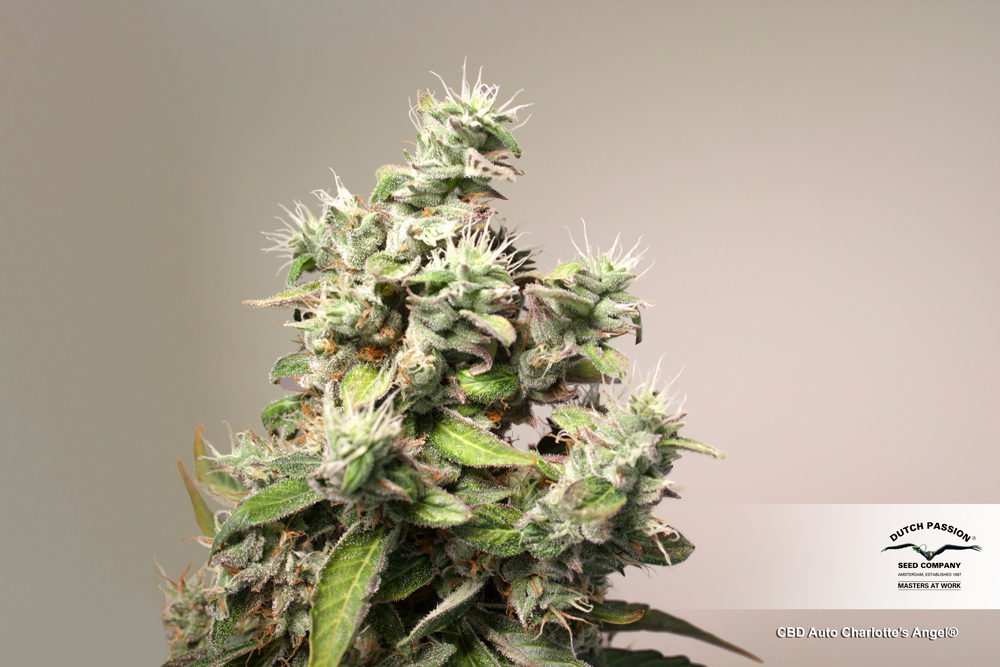 Dutch Passion - CBD Auto Charlotte’s Angel (auto/fem.)