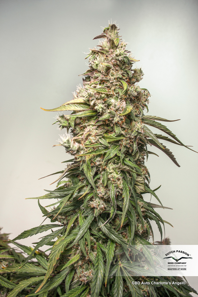 Dutch Passion - CBD Auto Charlotte’s Angel (auto/fem.)