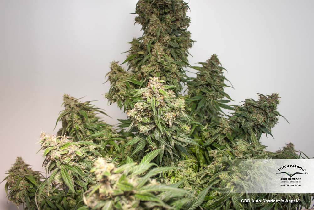 Dutch Passion - CBD Auto Charlotte’s Angel (auto/fem.)