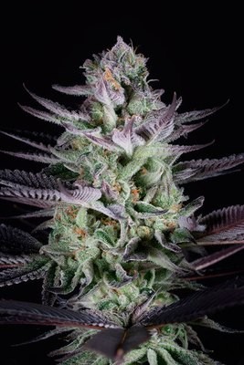 Dinafem - Blueberry Cookies (fem.) 06263