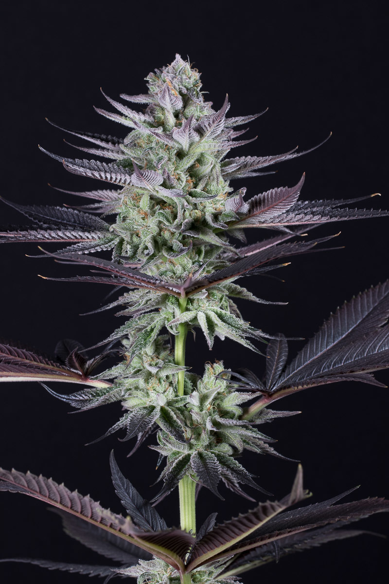 Dinafem - Blueberry Cookies (fem.)