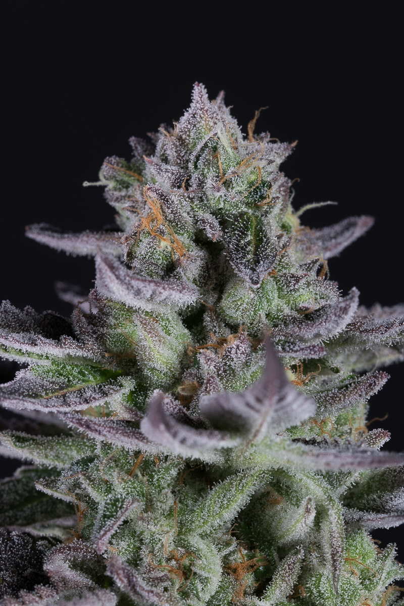 Dinafem - Blueberry Cookies (fem.)