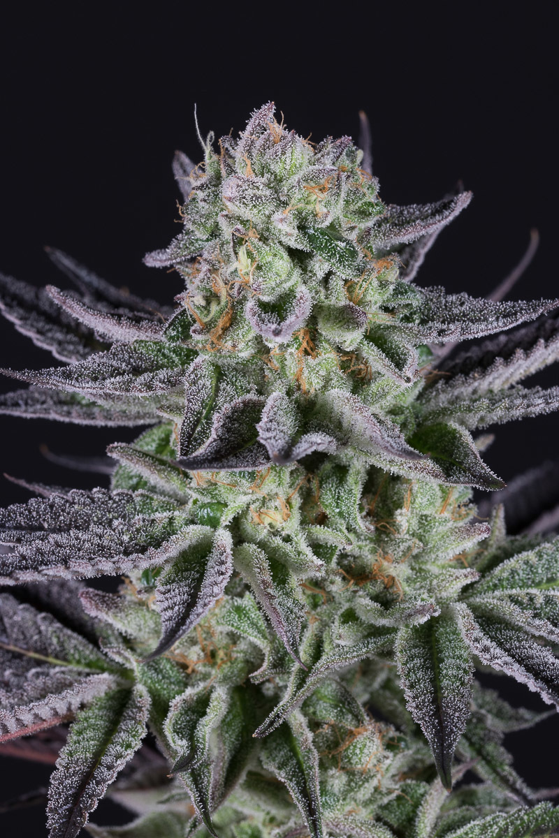Dinafem - Blueberry Cookies (fem.)