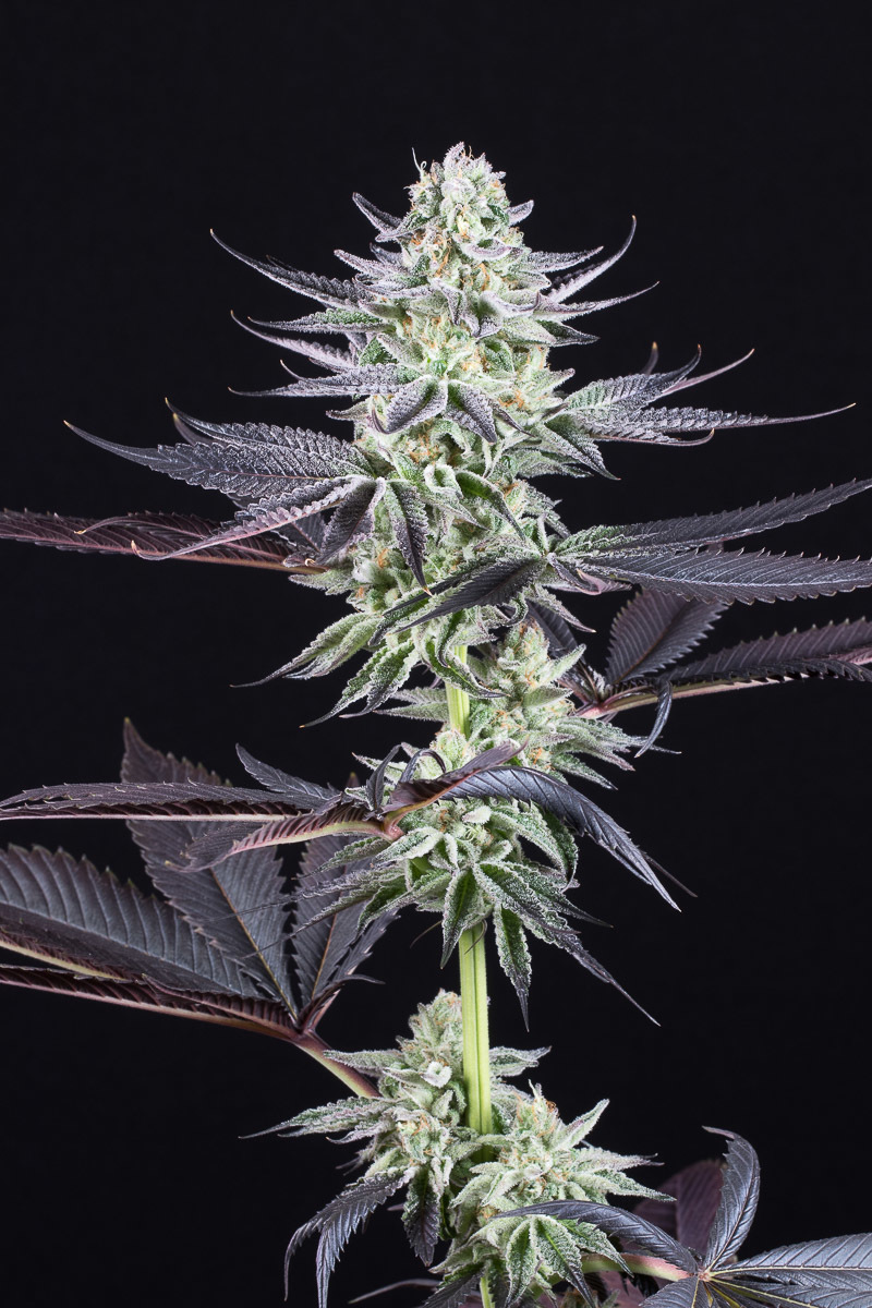 Dinafem - Blueberry Cookies (fem.)