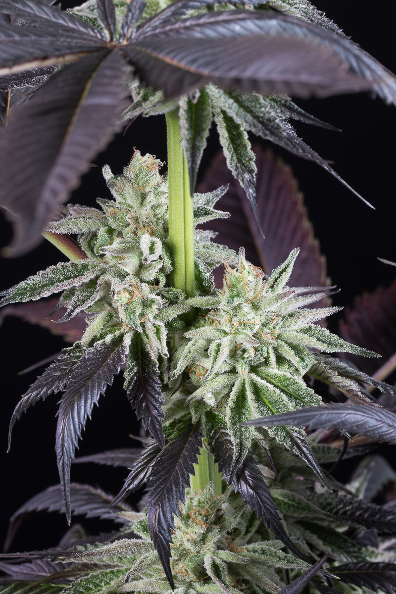 Dinafem - Blueberry Cookies (fem.)