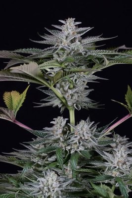 Dinafem - Ocean Grown Cookies (fem.) 06267