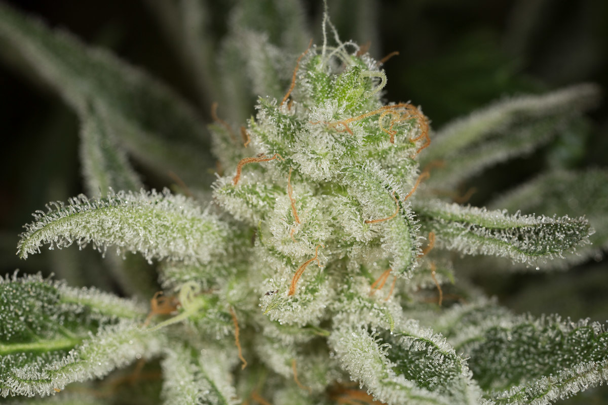 Dinafem - Ocean Grown Cookies (fem.)