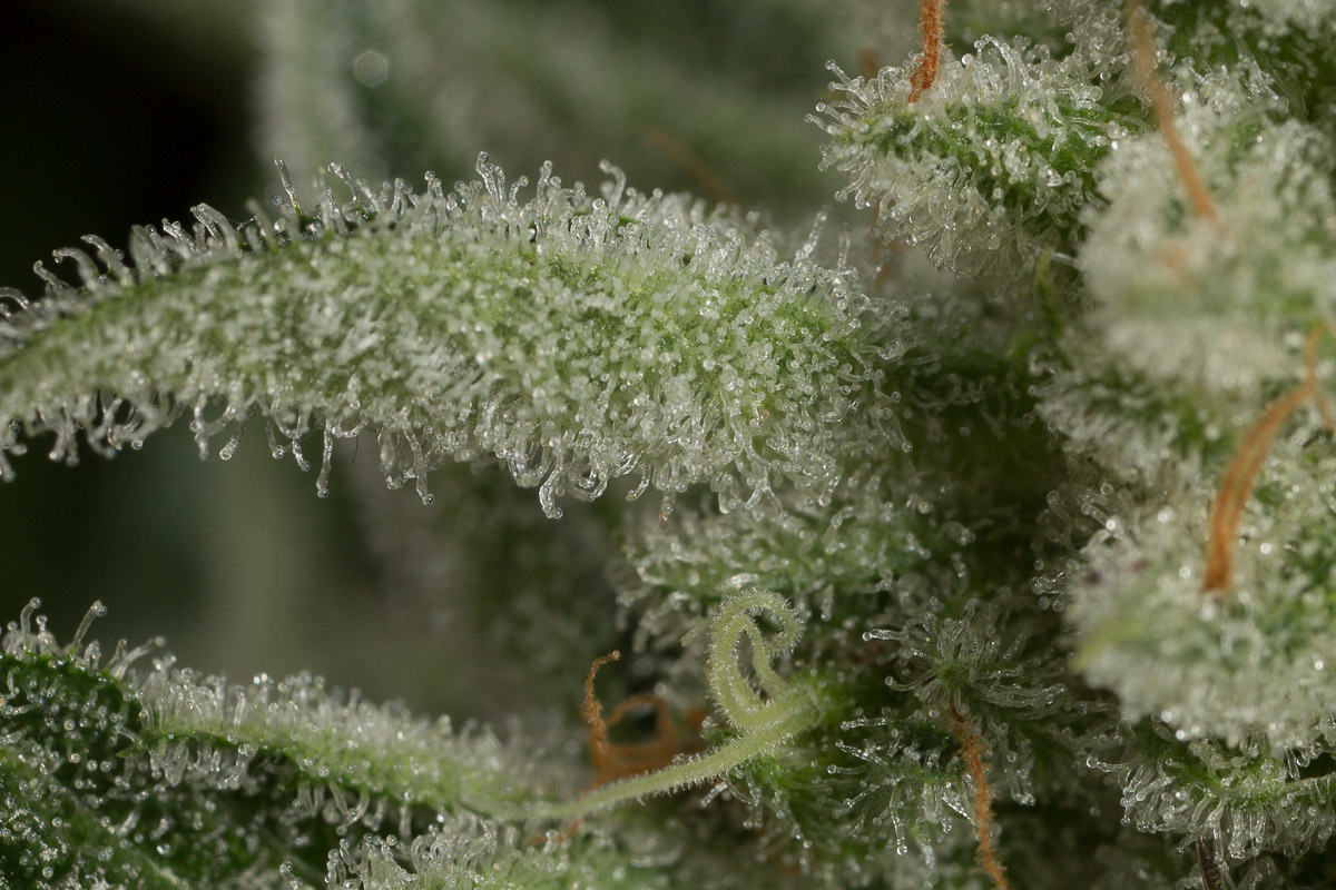 Dinafem - Ocean Grown Cookies (fem.)