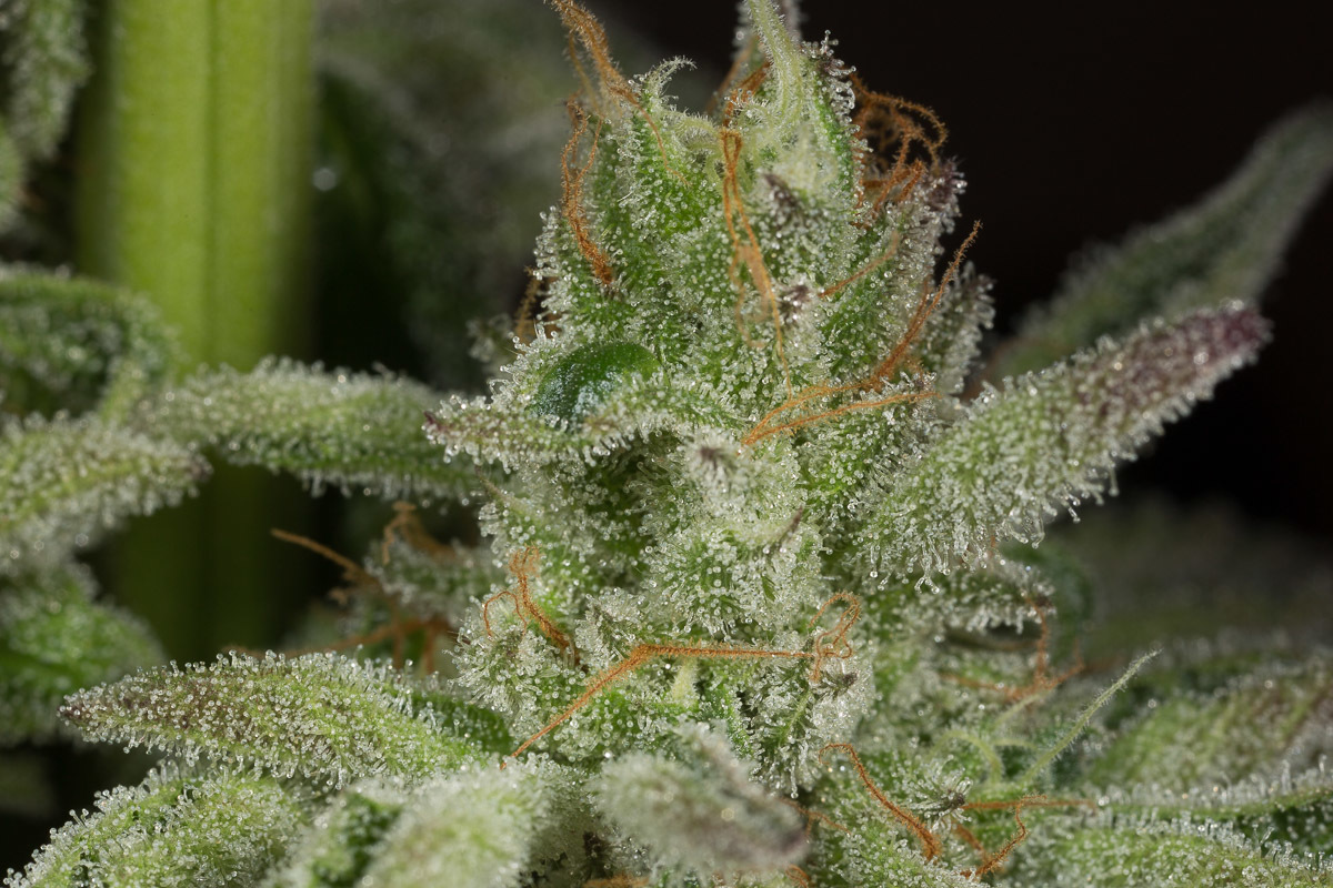 Dinafem - Ocean Grown Cookies (fem.)