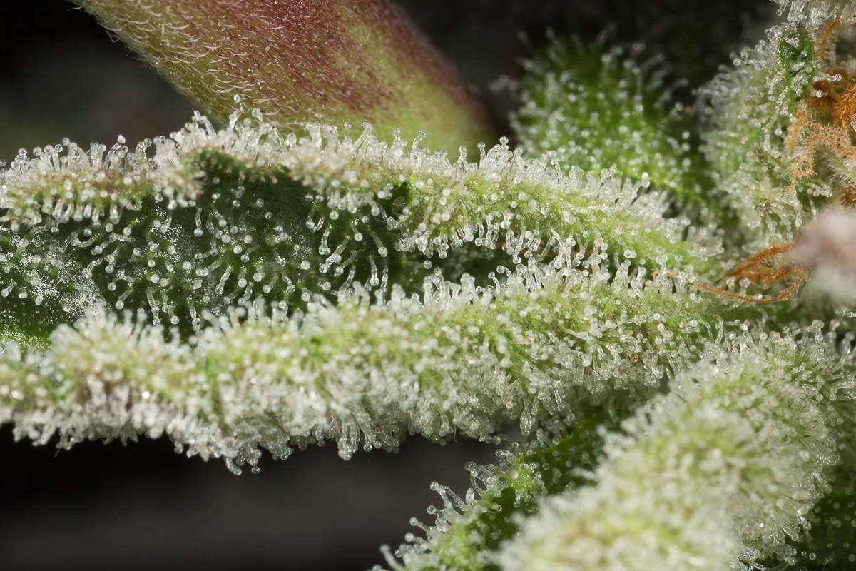 Dinafem - Ocean Grown Cookies (fem.)