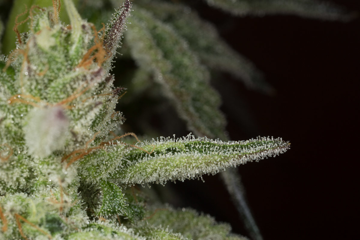 Dinafem - Ocean Grown Cookies (fem.)