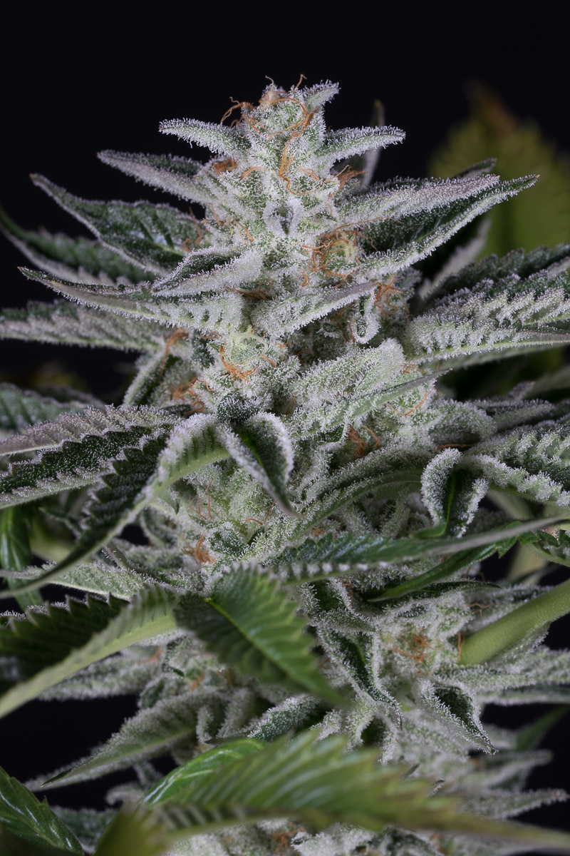 Dinafem - Ocean Grown Cookies (fem.)