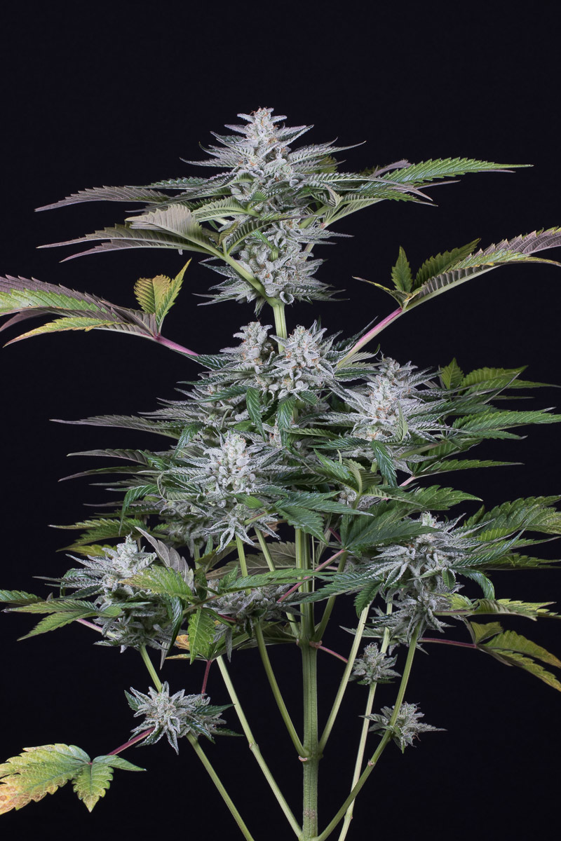 Dinafem - Ocean Grown Cookies (fem.)
