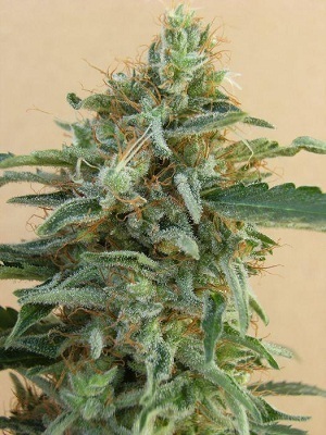 Ace Seeds - Tikal (reg.)