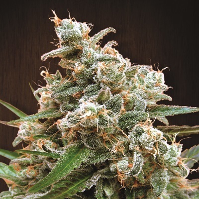 Ace Seeds - Nepal Jam (fem.)