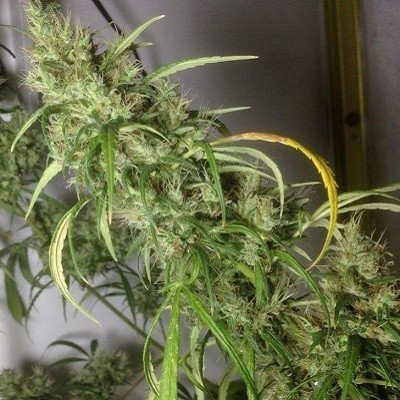Ace Seeds - Ethiopia x Malawi (fem.) 06276