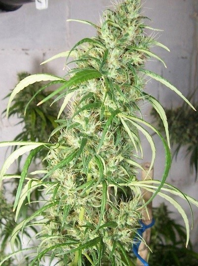Ace Seeds - Ethiopia x Malawi (fem.)