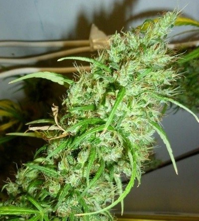 Ace Seeds - Ethiopia x Malawi (fem.)