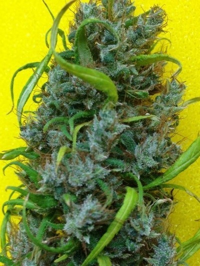 Ace Seeds - Ethiopia x Malawi (fem.)