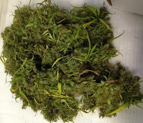 Ace Seeds - Ethiopia x Malawi (fem.)