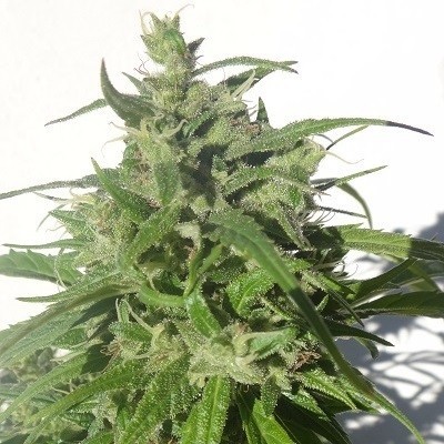 Ace Seeds - Green Honduras Haze (reg.) 06278