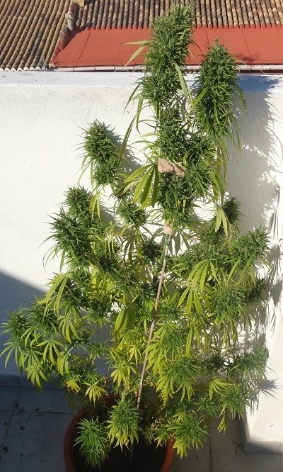 Ace Seeds - Green Honduras Haze (reg.)