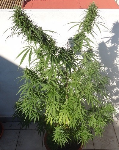 Ace Seeds - Green Honduras Haze (reg.)