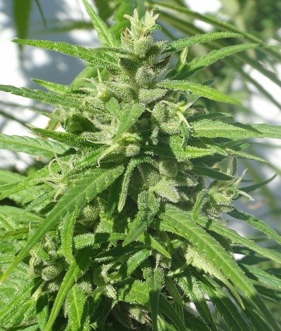 Ace Seeds - Green Honduras Haze (reg.)
