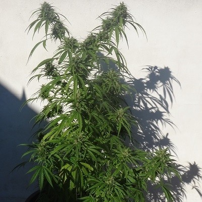 Ace Seeds - Green Honduras Haze (reg.)