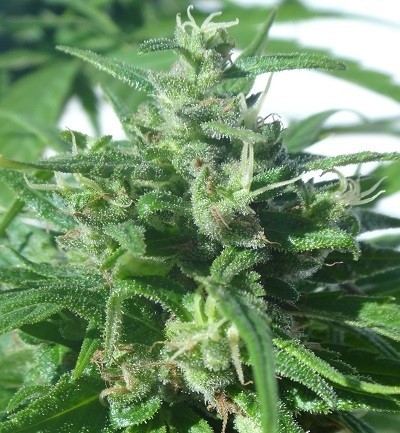 Ace Seeds - Green Honduras Haze (reg.)