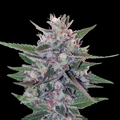 Ace Seeds - HashPlant S1 (fem.) 06279
