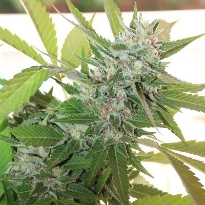 Ace Seeds - HashPlant S1 (fem.)