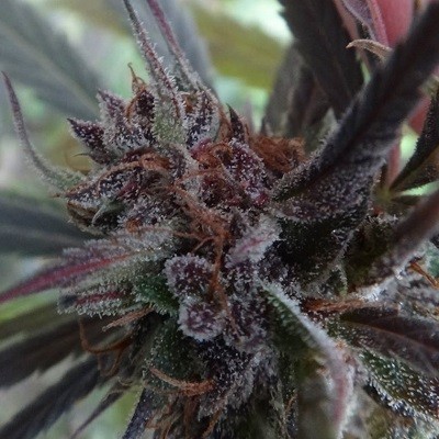 Ace Seeds - Haze X Kali China (fem.) 06280