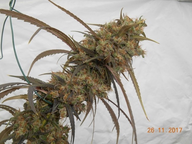Ace Seeds - Haze X Kali China (fem.)