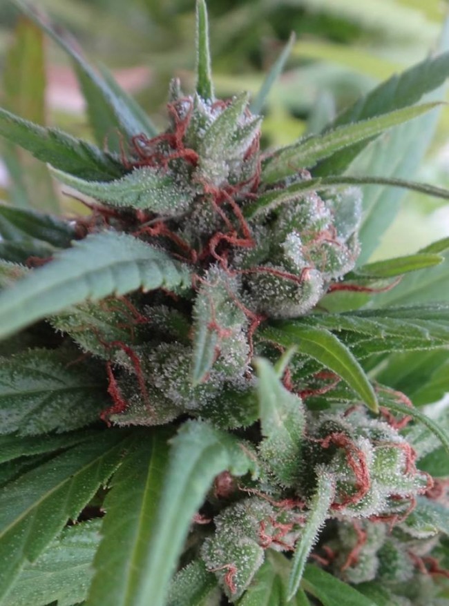 Ace Seeds - Haze X Kali China (fem.)