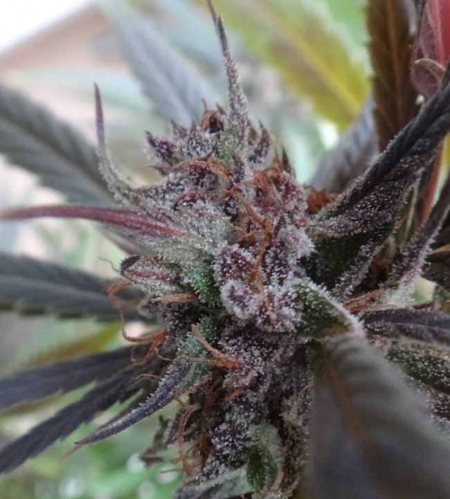 Ace Seeds - Haze X Kali China (fem.)