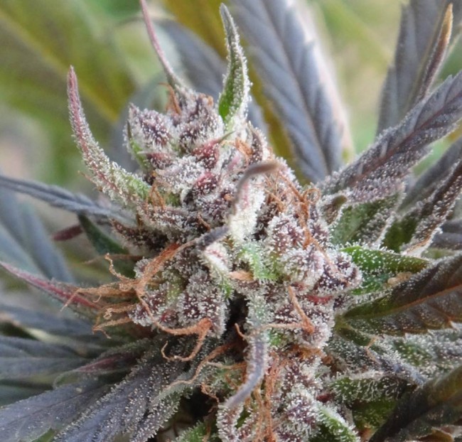 Ace Seeds - Haze X Kali China (fem.)
