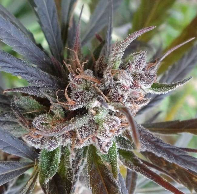 Ace Seeds - Haze X Kali China (fem.)